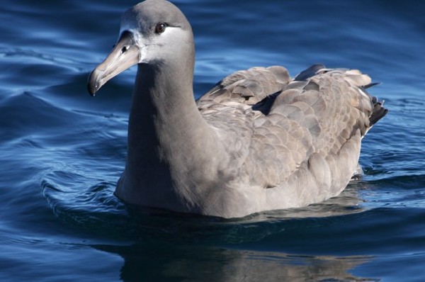 Black-footed Albatross